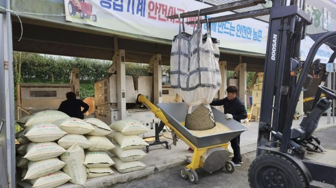 콩 정선 작업 사진