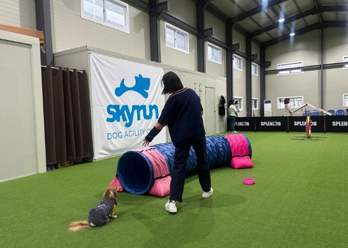 댕댕 체육교실 모습