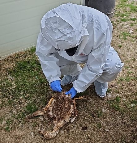 조류인플루엔자 폐사체 시료채취