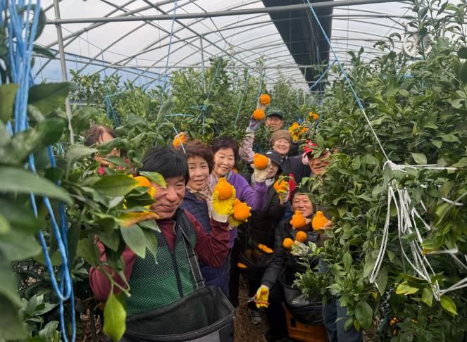 고령군 도민행복대학2기 동창회, 농가 일손돕기 봉사활동 펼쳐