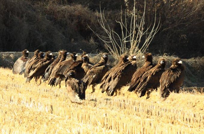 남원 보절면 신파제 일원에 천연기념물 독수리 100여 마리 2년째 월동