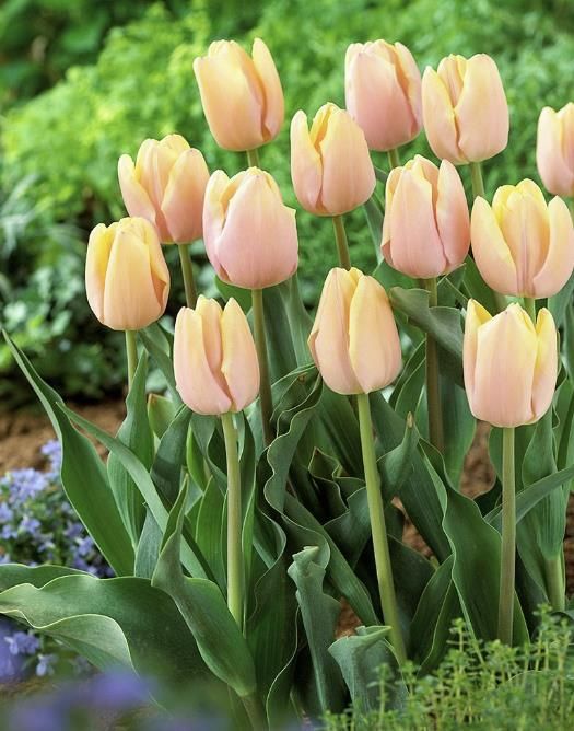 상주시, 2026 트렌드 튤립 선재 도입