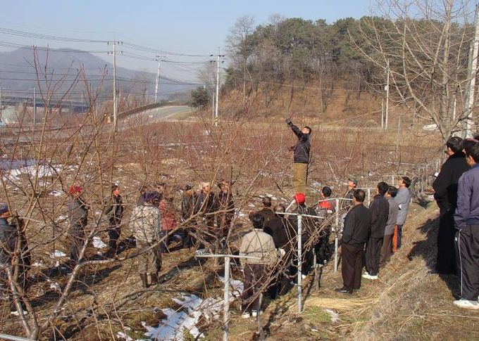세종시농기센터, 복숭아나무 동계전정 서두르지 말고 늦춰야