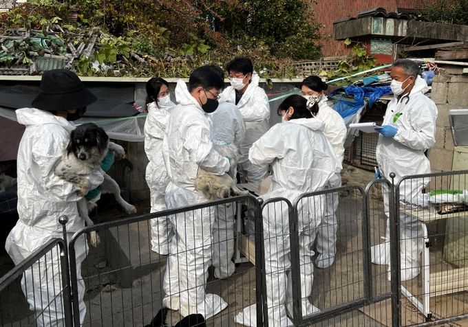 긴급구조된 개들이 백신을 접종하는 모습