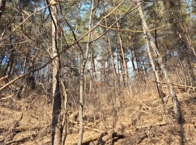 봉화군 재산면 산불 진화율 80%, 일몰 전 완진 총력