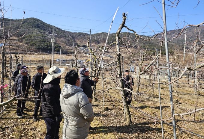 합천군, 사과 품목별 농업인연구회 대상 동계 전정 교육 실시
