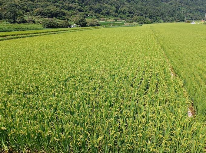친환경 벼 재배단지