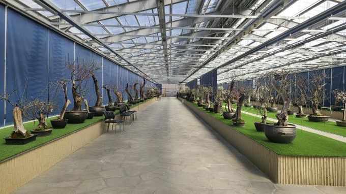 한국선비매화공원 분매원에 매화 분재들이 전시된 모습