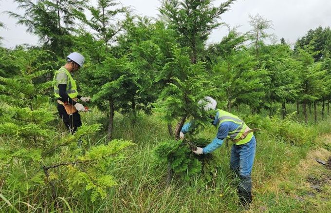 숲 가꾸기 패트롤 근로자