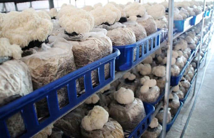 노루궁뎅이 버섯 사진