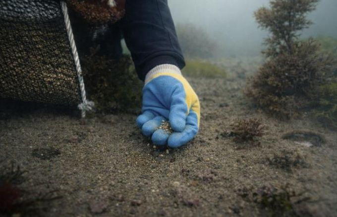 잘피 씨앗을 뿌리는 모습
