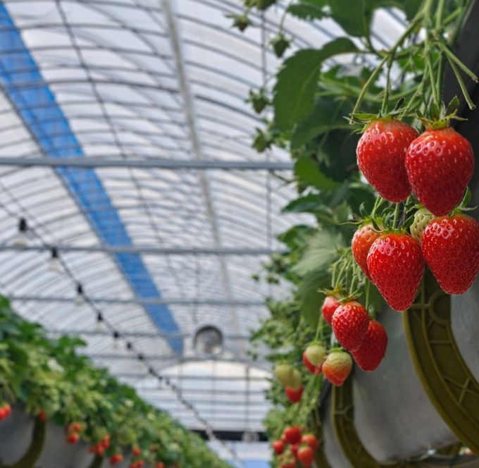 1. 익어가고 있는 천안 딸기 모습.