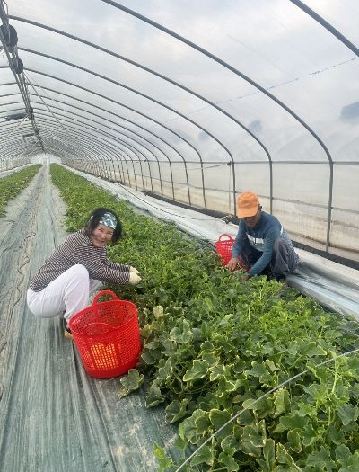 다산참외 첫출하