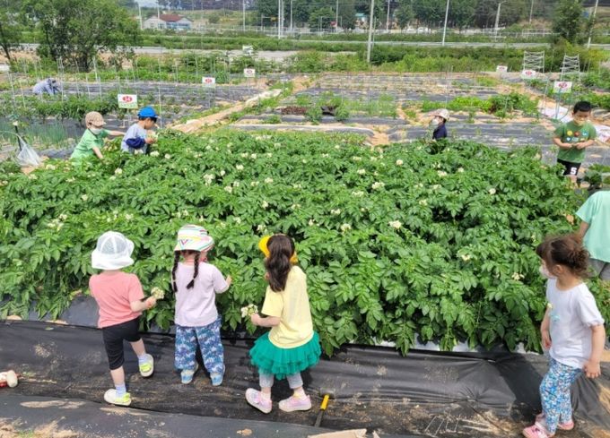 도심 속 텃밭 '주말 가족농장' 운영