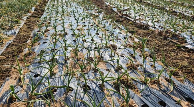 이상기상 대비, 영광군 노지 양파·마늘 집중 지도