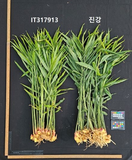 농업기술원, 국내 최초 생강 신품종 ‘진강’ 육성 및 출원