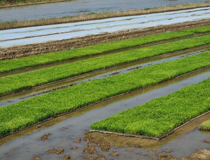 병해충 사전 차단 나선 익산시