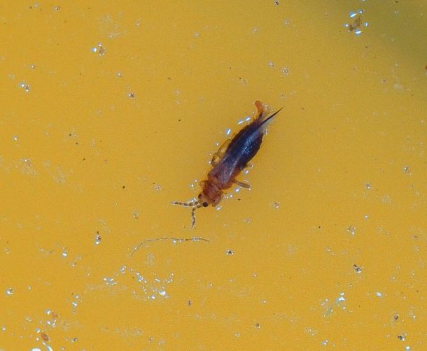 육묘 농가에서 칼라병 매개충인 ‘총채벌레’ 발생