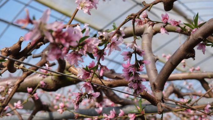 봄의 시작을 알리는 복숭아와 플럼코트 꽃 만발!