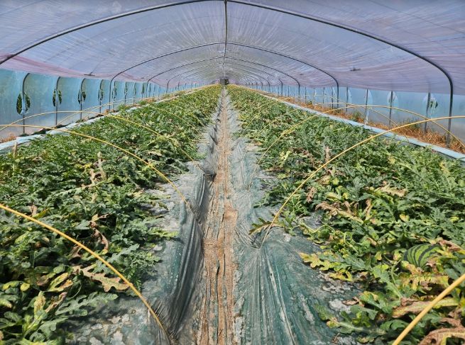 수박CCYV피해사진