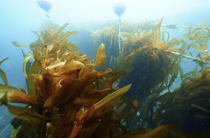 유용해조류 조성사업