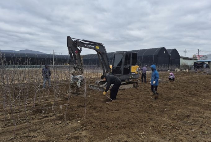 새봄 맞은 경산묘목시장, 출하 본격화로 활기 회복