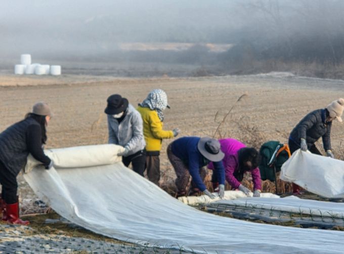 정읍시 여성단체협의회, 옹동면 양파 농가서 일손 돕기
