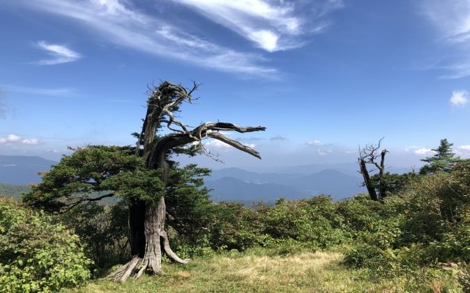 태백산 주목 집단 현황