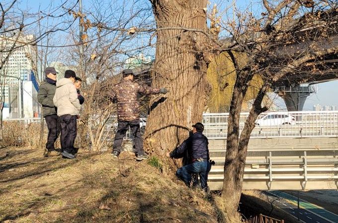 탄천2교 이태리포플러