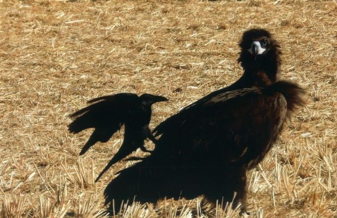 고성군, ‘독수리 생태체험’ 성황리 종료 “내년 겨울에 다시 만나요”