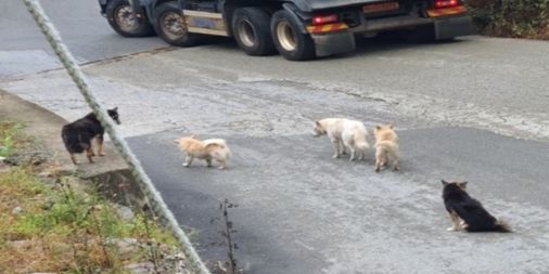김해시, 야생(들)개 긴급구조 사업