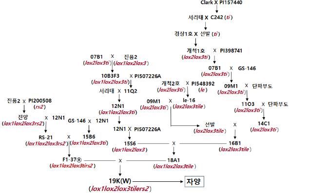경상국립대학교 정종일 교수, 자양콩 종자, 자양콩 육종 계보