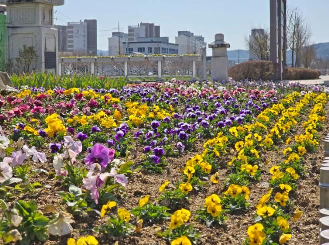 임실읍, 주요 도로변 계절꽃 식재, 쾌적한 거리환경 조성