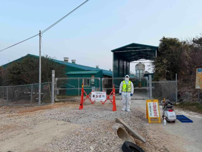 아프리카돼지열병 긴급초동방역 사진