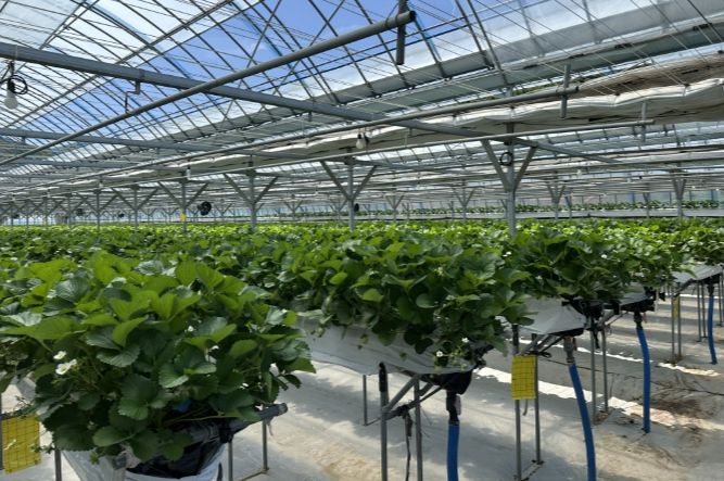 무주 여름딸기 재배