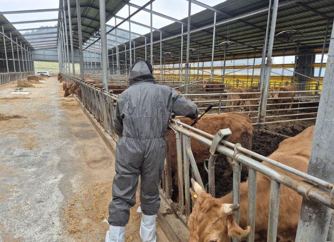 고흥군, 상반기 구제역 백신 일제접종 완료