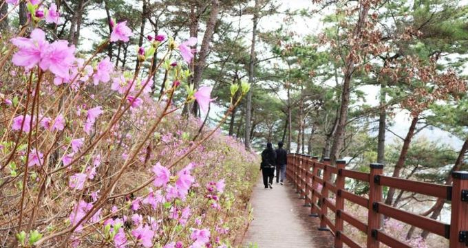 몽골독수리 떠난 길따라 꽃이 피고… 고성군, 봄 관광 시동