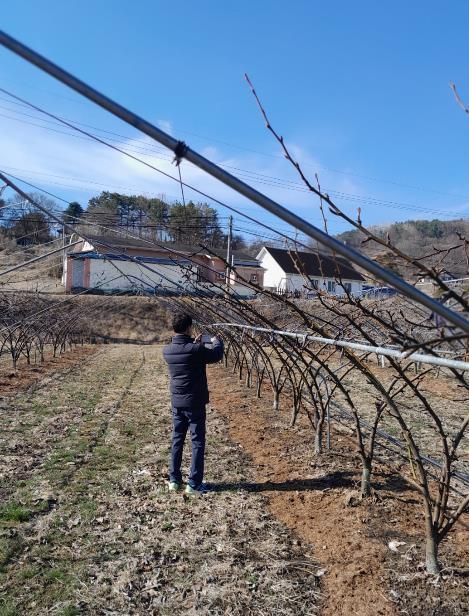 돌발해충 월동난 예찰 모습