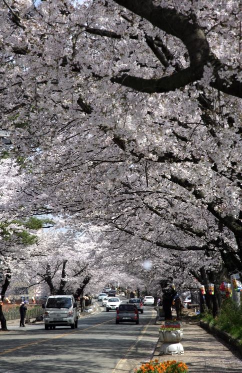 2026 영암왕인문화축제 D-7, 벚꽃 공식 개화.