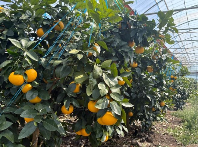 자몽 착과 전경