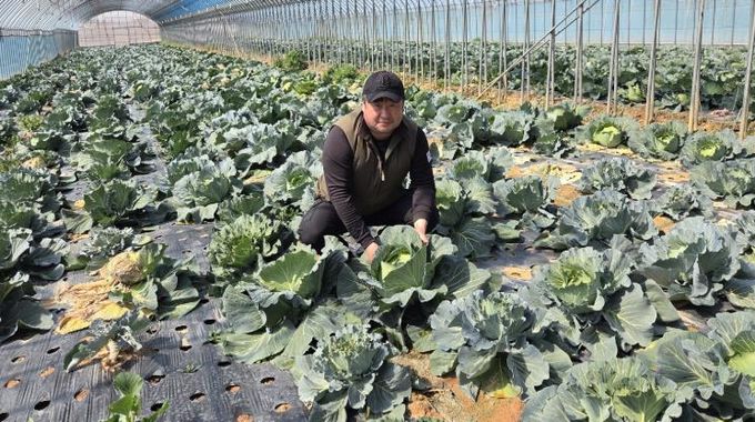 친환경농산물 영암 양배추 농가 사진