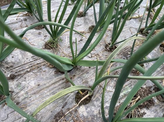 양파 노균병 감염 발생 사진