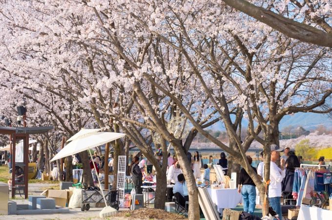 2026 제4회 구례300리 벚꽃축제