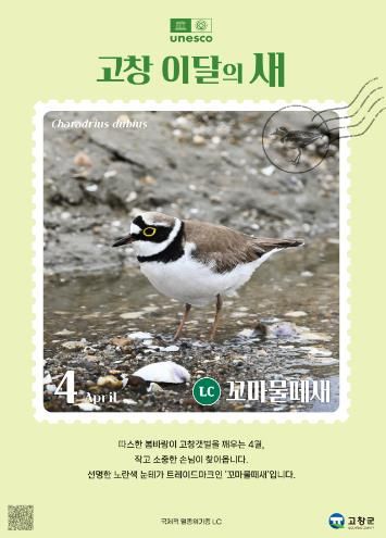 고창갯벌 이달의 새(4월)_꼬마물떼새 홍보 이미지