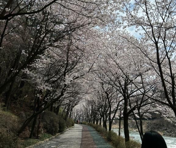 “벚꽃길 따라 마음도 쉬어가세요”