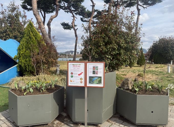 세종호수·중앙공원 4월 「이달의 식물」‘명자나무’선정