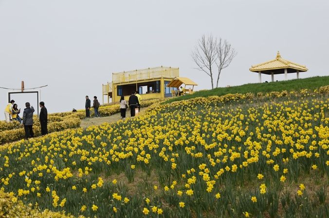 신안 선도 ‘섬 수선화 축제’ 개