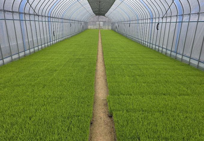 영주시, 올해 벼 안전 육묘 관리 당부(벼 육묘)