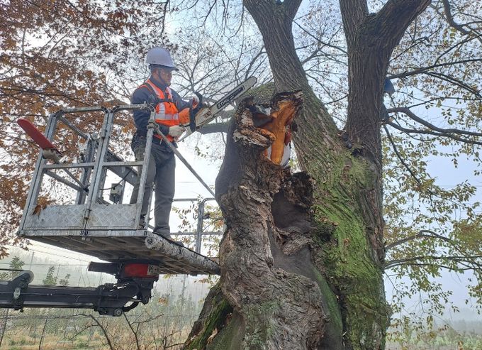 보호수·노거수 체계적 관리