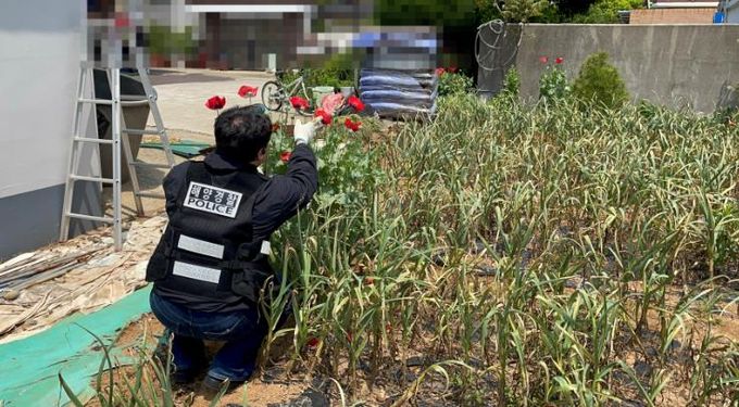 사천해경, 양귀비 불법 재배 밀경작 적발 중인 모습